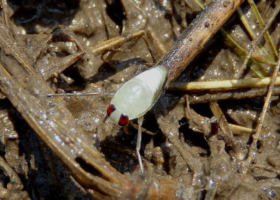 Notonecta undulata; Backswimmer species nymph