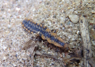 Lycidae Net-winged Beetle species larva