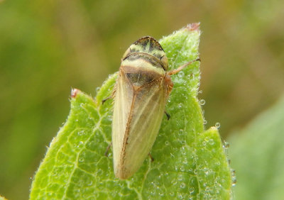 Aphrodes Leafhopper species; male