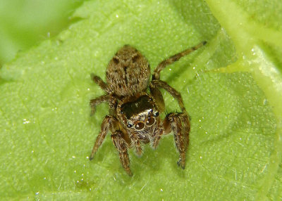 Evarcha hoyi; Jumping Spider species