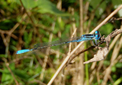 Enallagma aspersum; Azure Bluet; male