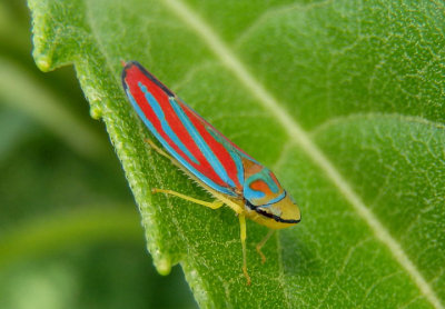 Graphocephala coccinea; Red-banded Leafhopper