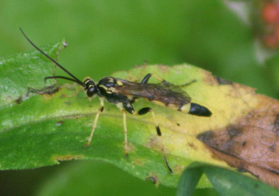 Ichneumonini Ichneumon Wasp species