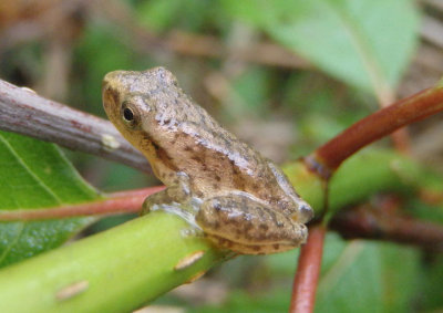 Spring Peeper 