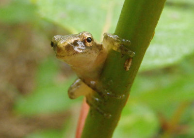 Spring Peeper