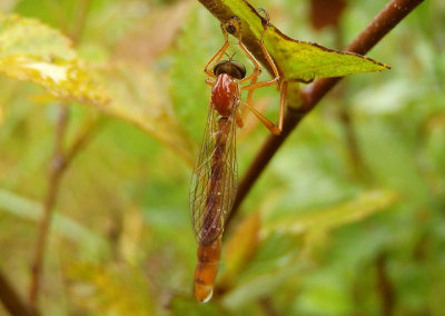 Tipulogaster glabrata; Robber Fly species