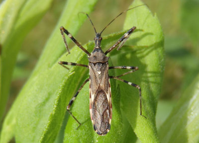 Zelus tetracanthus; Assassin Bug species