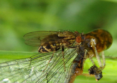Notiphila Shore Fly species