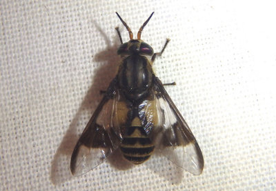 Chrysops callidus; Deer Fly species; female