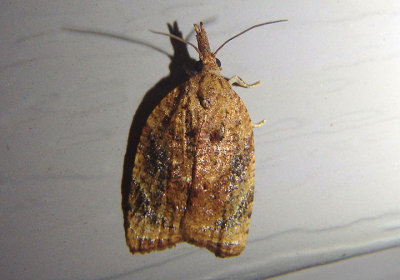 3732 - Platynota flavedana; Black-shaded Platynota Moth; female