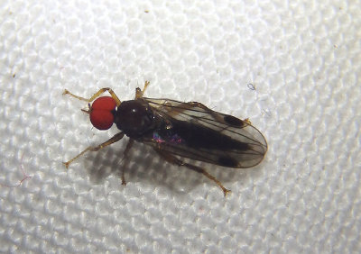 Syneches Hybotid Dance Fly species