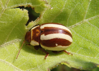 Calligrapha praecelsis; Leaf Beetle species