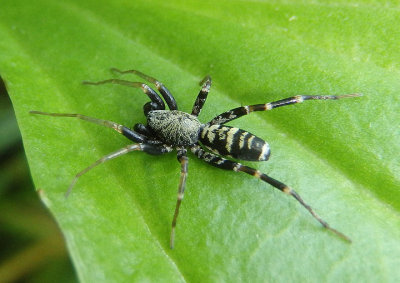 Castianeira longipalpa; Antmimic Spider species