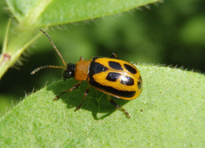 Cerotoma trifurcata; Bean Leaf Beetle