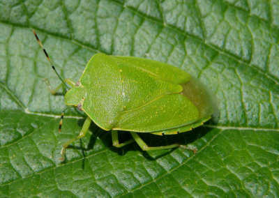 Chinavia hilaris; Green Stink Bug