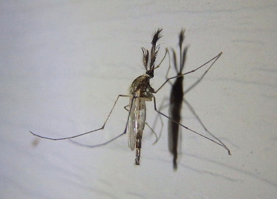 Culicidae Mosquito species; male