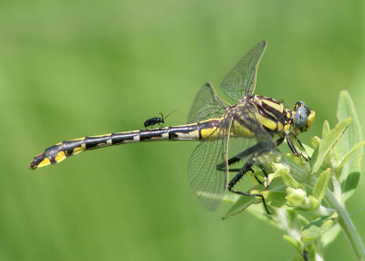 Gomphus externus; Plains Clubtail; female