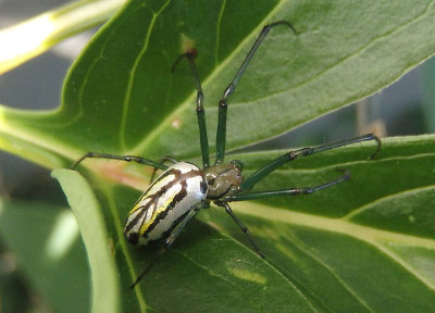 Leucauge venusta; Orchard Spider