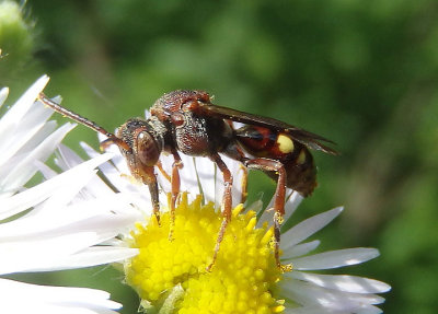 Nomada ruficornis complex; Cuckoo Bee species