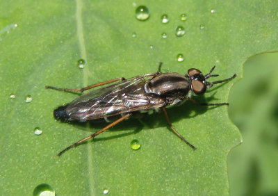 Ozodiceromyia Stiletto Fly species