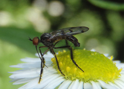 Empis clausa; Dance Fly species; male
