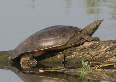 Spiny Softshell Turtle; female