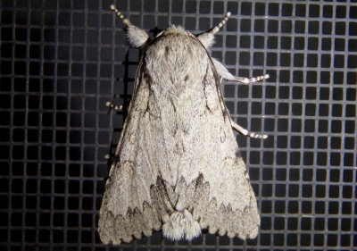 9205 - Acronicta lepusculina; Cottonwood Dagger Moth