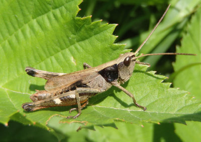 Chloealtis conspersa; Sprinkled Grasshopper; male