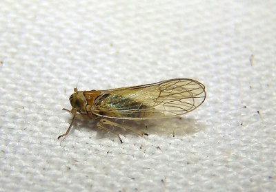 Delphacinae Delphacid Planthopper species