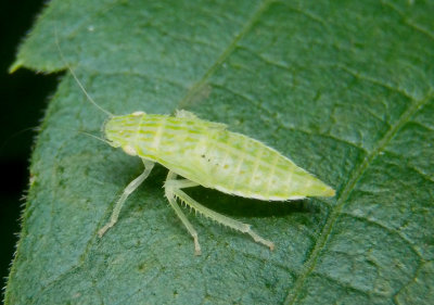 Gyponana Leafhopper species nymph