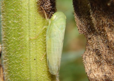 Chlorotettix Leafhopper species
