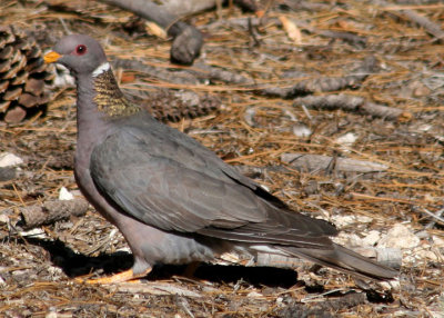 Band-tailed Pigeon 