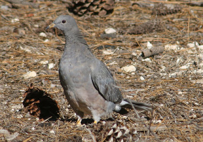 Band-tailed Pigeon; juvenile