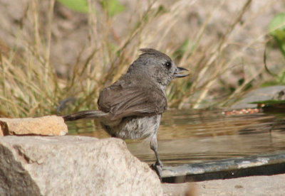 Oak Titmouse