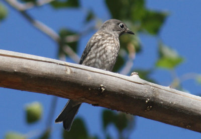 Western Bluebird; juvenile