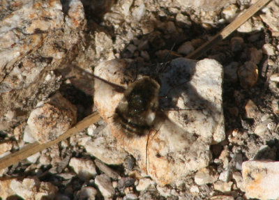 Bombylius Bee Fly species