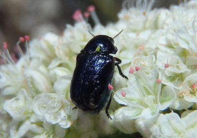 Saxinis Case-bearing Leaf Beetle species