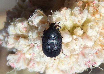 Orphilus subnitidus; Carpet Beetle species