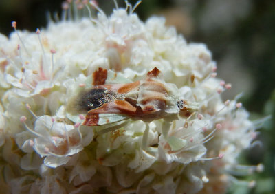 Phymata pacifica; Jagged Ambush Bug species