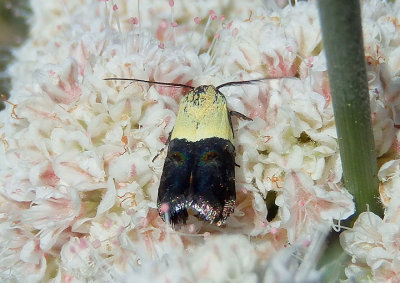 1027 - Rectiostoma fernaldella; Moth species
