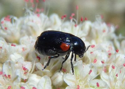Saxinis saucia; Case-bearing Leaf Beetle species