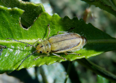 Trirhabda eriodictyonis; Skeletonizing Leaf Beetle species