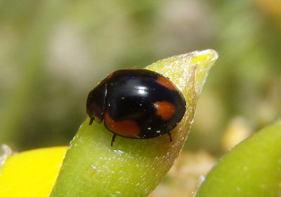 Exochomus californicus; Lady Beetle species