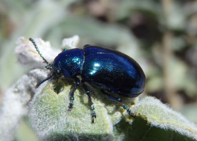 Chrysochus cobaltinus; Cobalt Milkweed Beetle