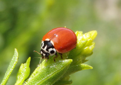 Cycloneda polita; Western Polished Lady Beetle; female