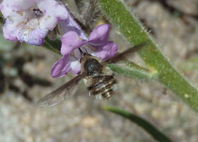 Bombylius lancifer/facialis complex; Bee Fly species