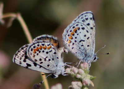 Euphilotes bernardino; Bernardino Blues; mating pair