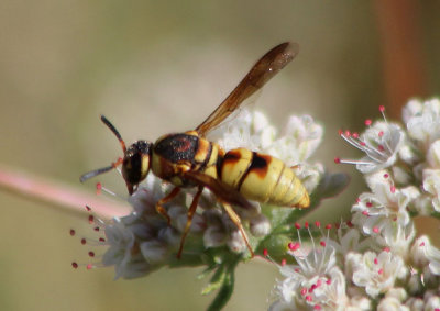 Euodynerus annulatus; Mason Wasp species