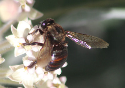 Xylocopa californica; Western Carpenter Bee 