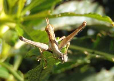 Morsea californica; Monkey Grasshopper species